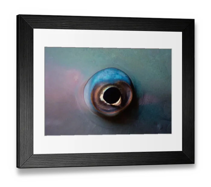 Framed Print : Eye of Bluebarred Parrotfish Framed Print : Eye of Bluebarred Parrotfish