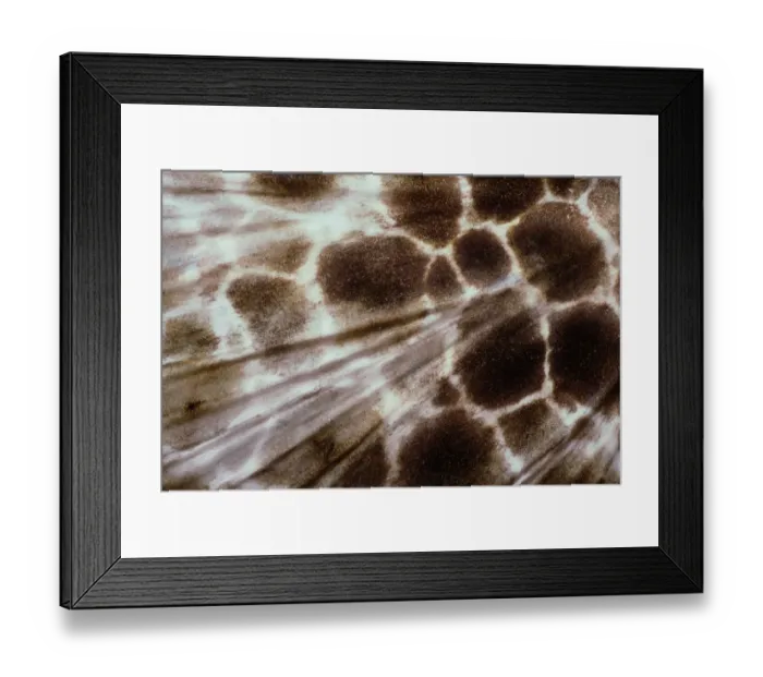 Framed Print : Pectoral Fin of Crocodilefish