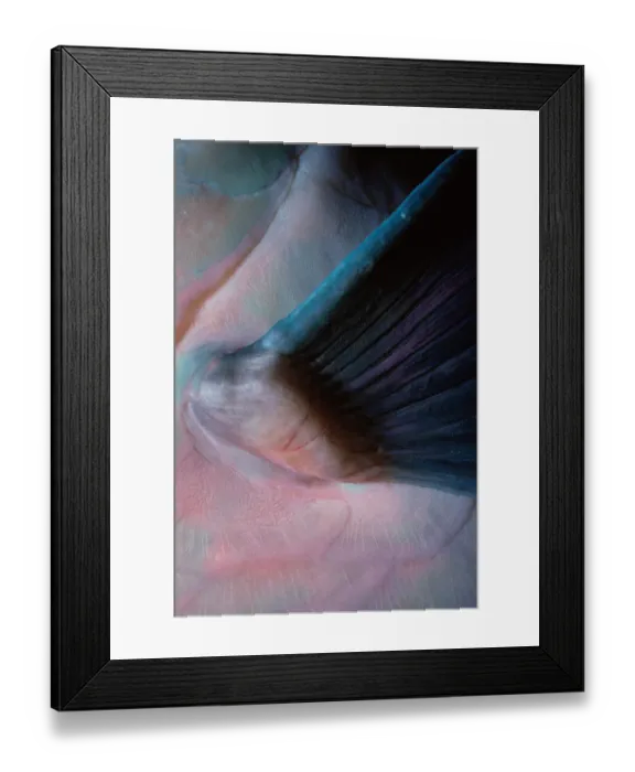 Framed Print : Fin of Bluebarred Parrotfish Framed Print : Fin of Bluebarred Parrotfish