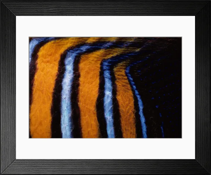 Framed Print : Stripes on Royal Angelfish Framed Print : Stripes on Royal Angelfish