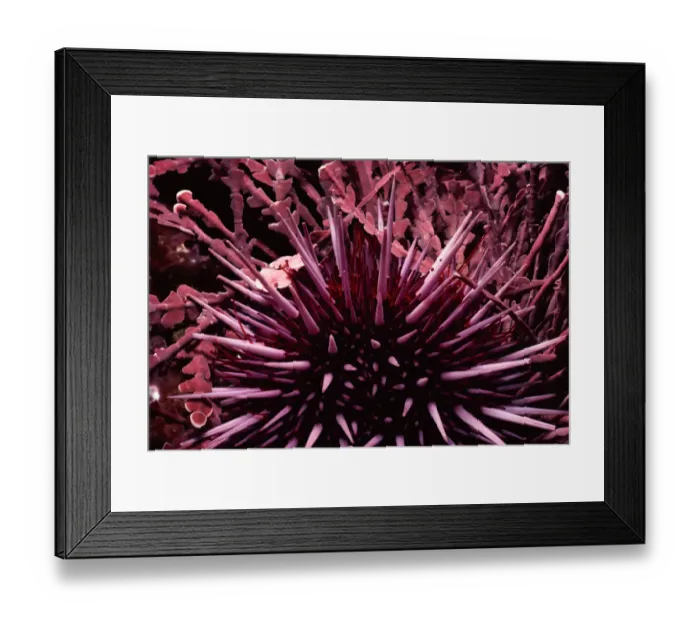 Framed Print : Purple Sea Urchin Framed Print : Purple Sea Urchin