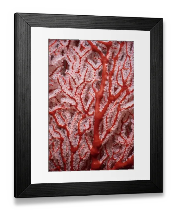 Framed Print : Knotty Gorgonian Coral Framed Print : Knotty Gorgonian Coral