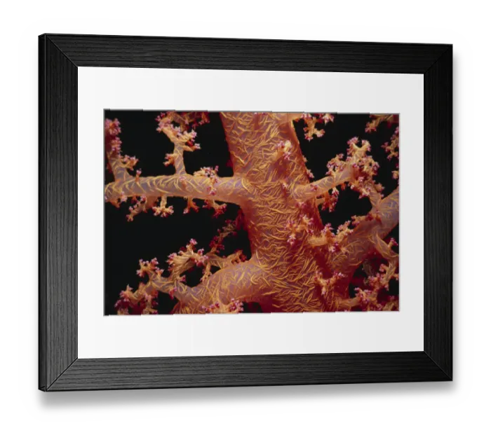 Framed Print : Jeff Rotman Underwater Photography Framed Print : Jeff Rotman Underwater Photography