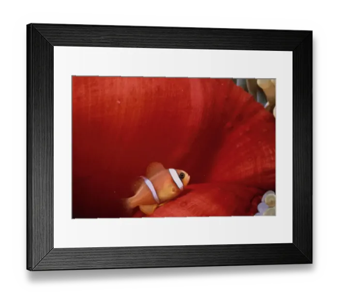 Framed Print : Jeff Rotman Underwater Photography Framed Print : Jeff Rotman Underwater Photography