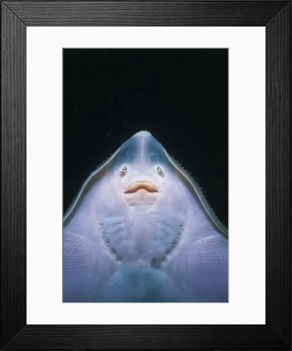 Framed Print : Jeff Rotman Underwater Photography Framed Print : Jeff Rotman Underwater Photography
