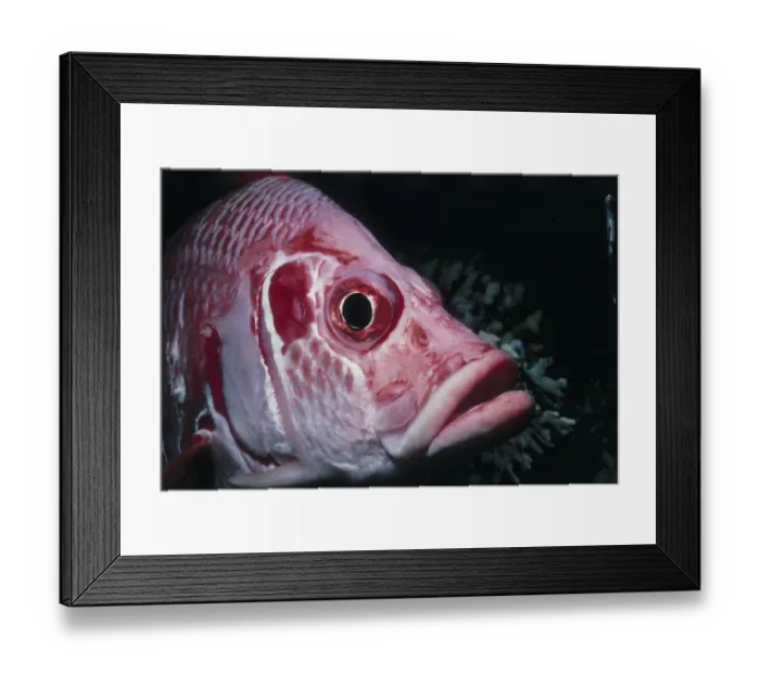 Framed Print : Sabre Squirrelfish Framed Print : Sabre Squirrelfish