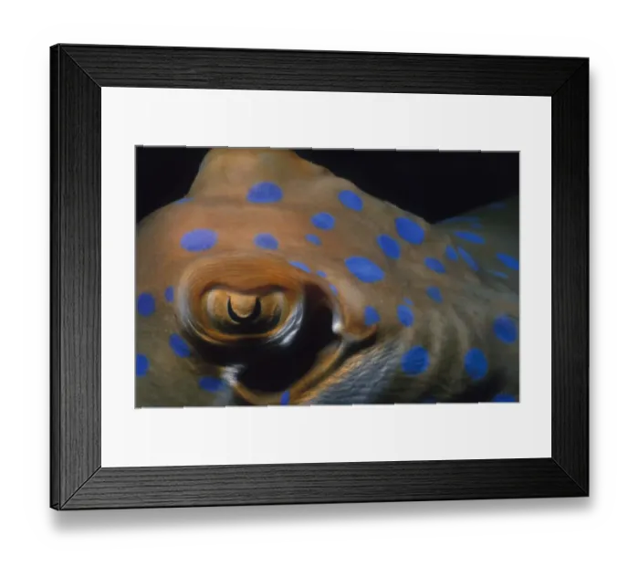 Framed Print : Eye of Stingray