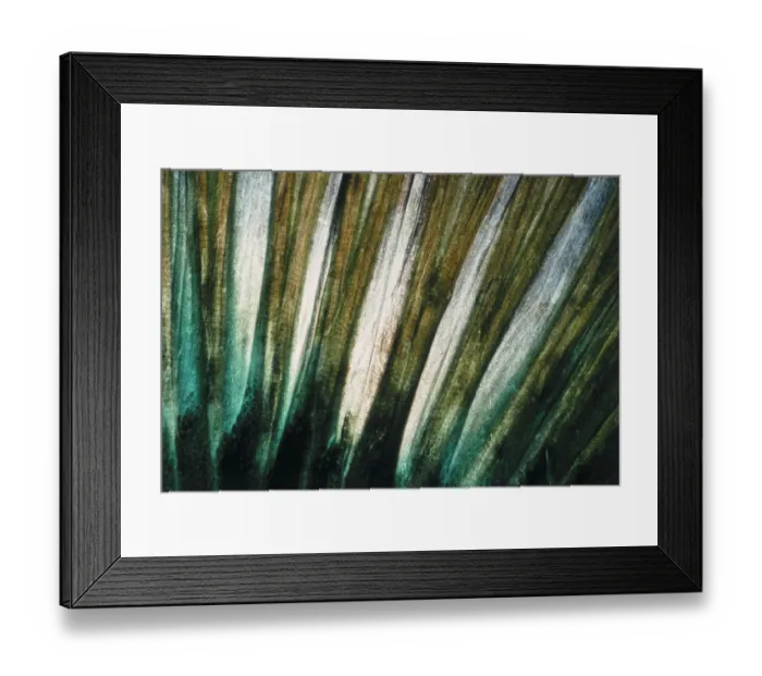 Framed Print : Tail of Lingcod Framed Print : Tail of Lingcod
