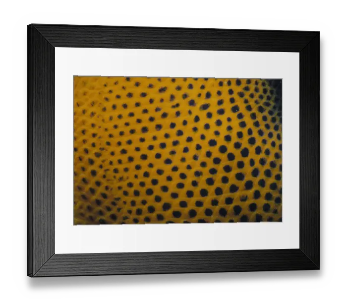 Framed Print : Spots of Queen Angelfish Framed Print : Spots of Queen Angelfish