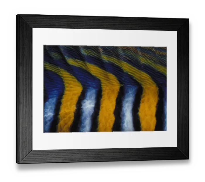 Framed Print : Pattern on Royal Angelfish Framed Print : Pattern on Royal Angelfish