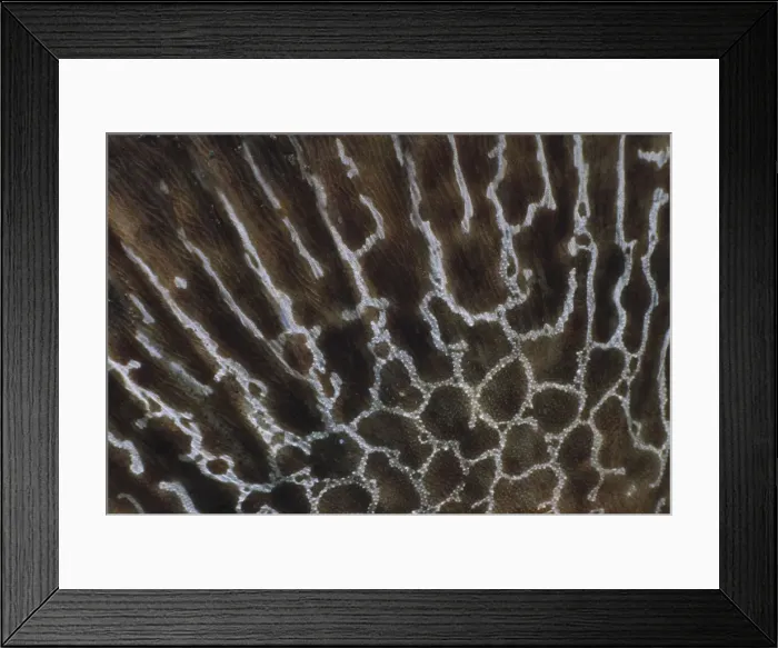 Framed Print : Tail of Batfish Framed Print : Tail of Batfish