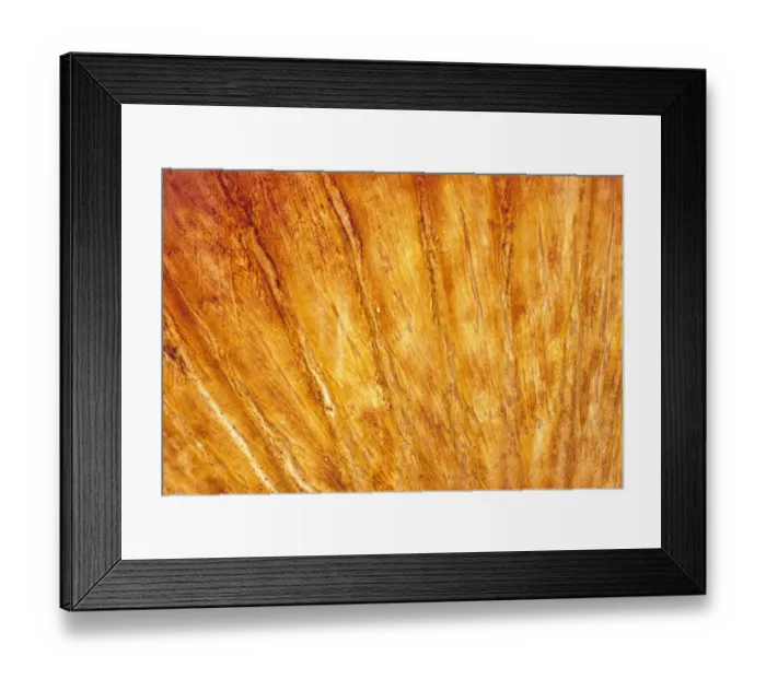 Framed Print : Pectoral Fin of Batfish Framed Print : Pectoral Fin of Batfish
