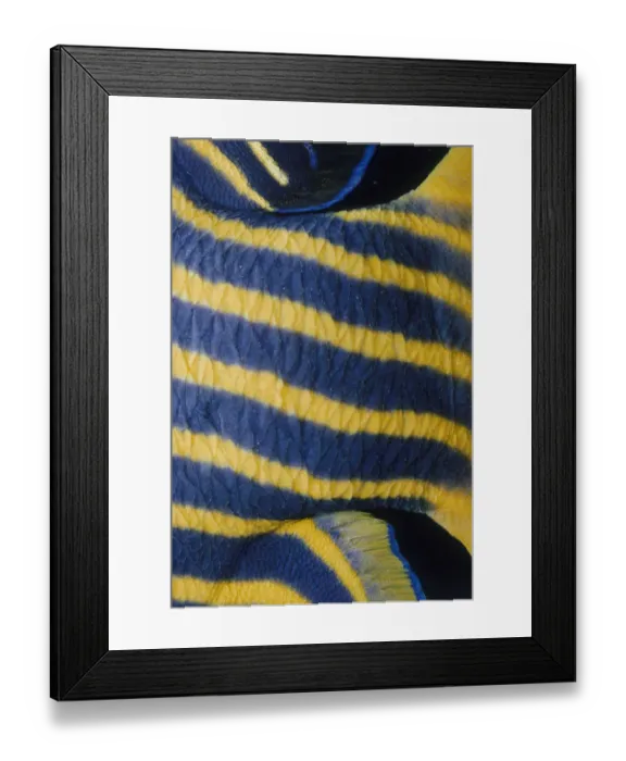 Framed Print : Jeff Rotman Underwater Photography