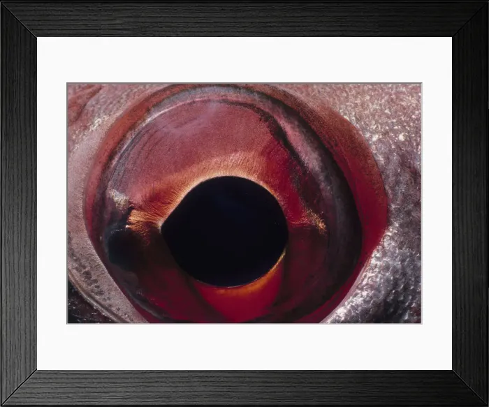 Framed Print : Jeff Rotman Underwater Photography Framed Print : Jeff Rotman Underwater Photography