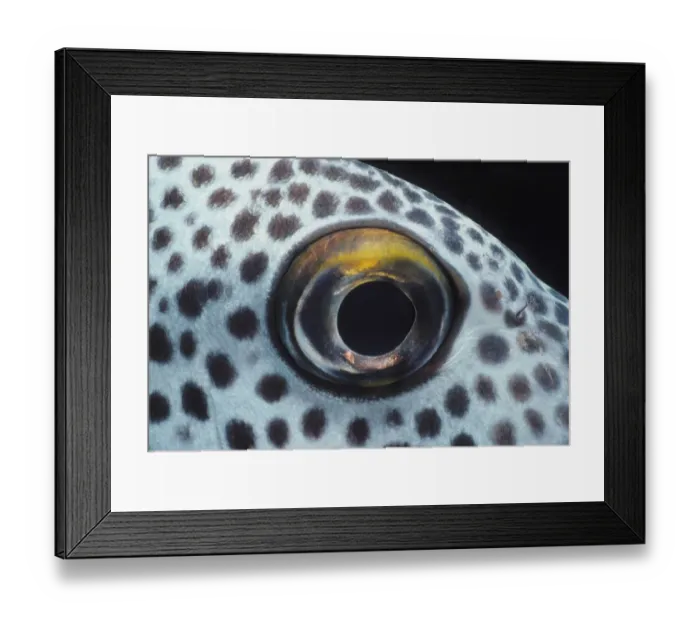 Framed Print : Jeff Rotman Underwater Photography Framed Print : Jeff Rotman Underwater Photography