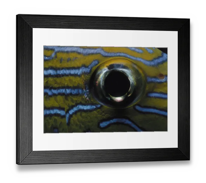 Framed Print : Jeff Rotman Underwater Photography
