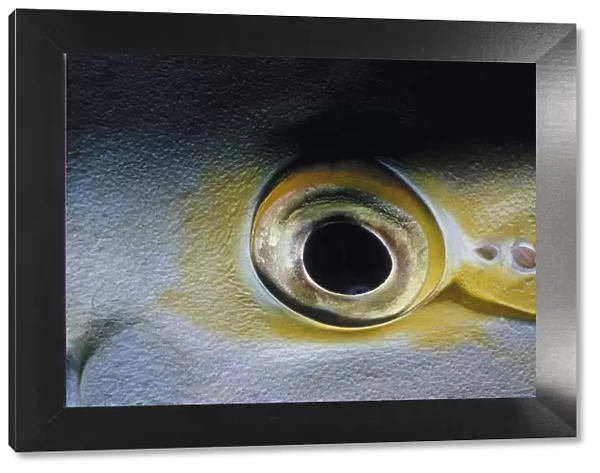Eye of Purple Surgeonfish