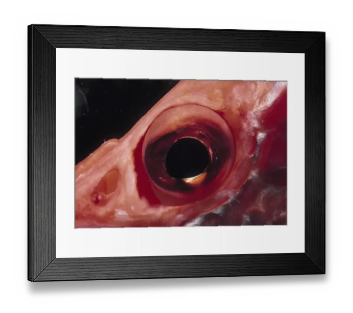 Framed Print : Eye of Squirrel Fish Framed Print : Eye of Squirrel Fish