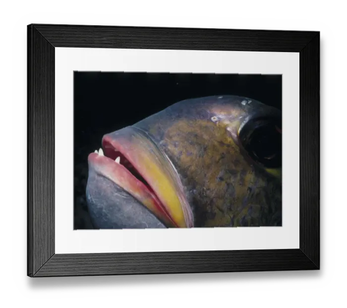 Framed Print : Bigeye Emperor Framed Print : Bigeye Emperor