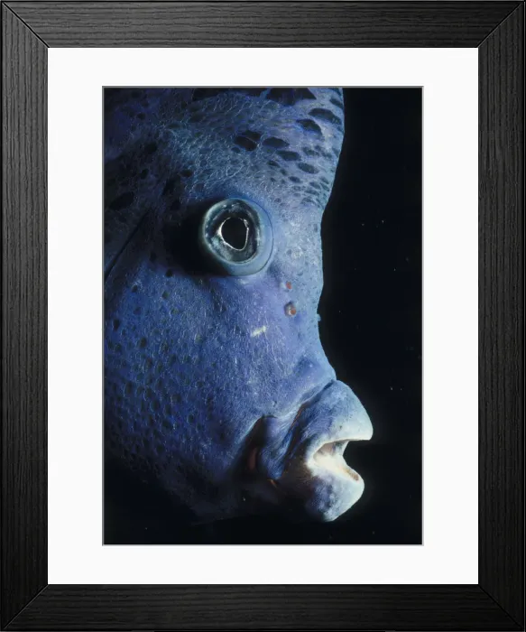 Framed Print : Arabian Angelfish Framed Print : Arabian Angelfish