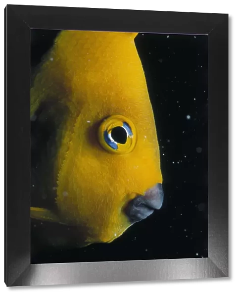 Angelfish. Jeff Rotman Underwater Photography, a