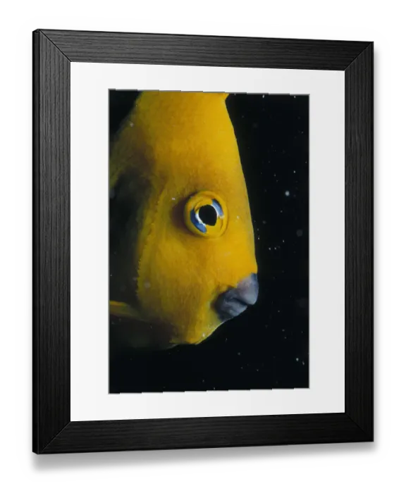 Framed Print : Angelfish. Jeff Rotman Underwater Photography, a