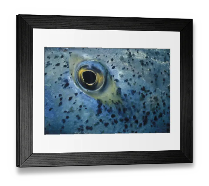 Framed Print : Eye of Blue Fin Trevally Framed Print : Eye of Blue Fin Trevally