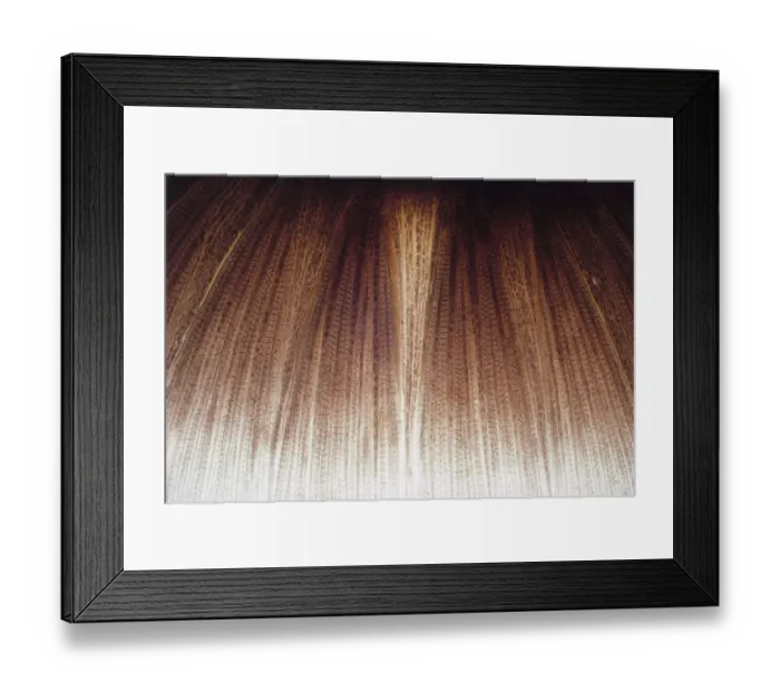 Framed Print : Scales of Parrotfish Framed Print : Scales of Parrotfish