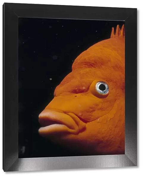 Garibaldi Fish
