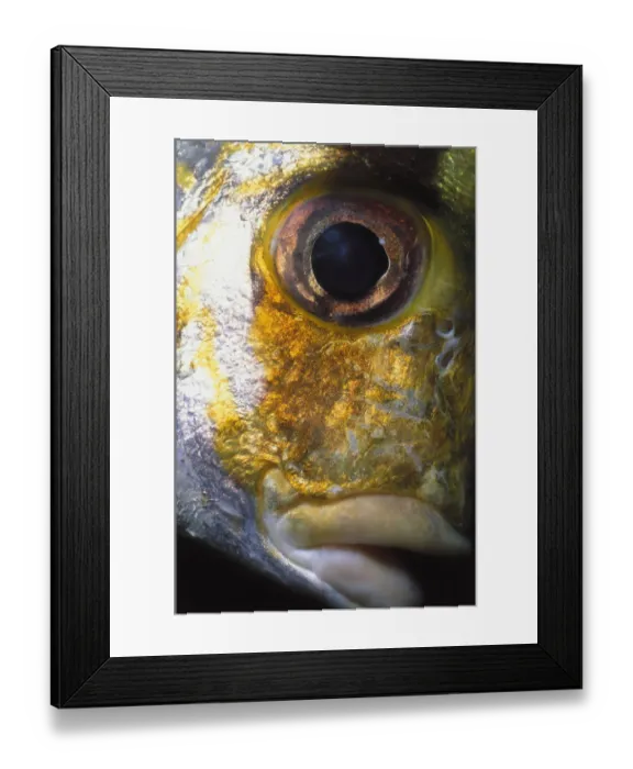 Framed Print : Eye of Porkfish Framed Print : Eye of Porkfish