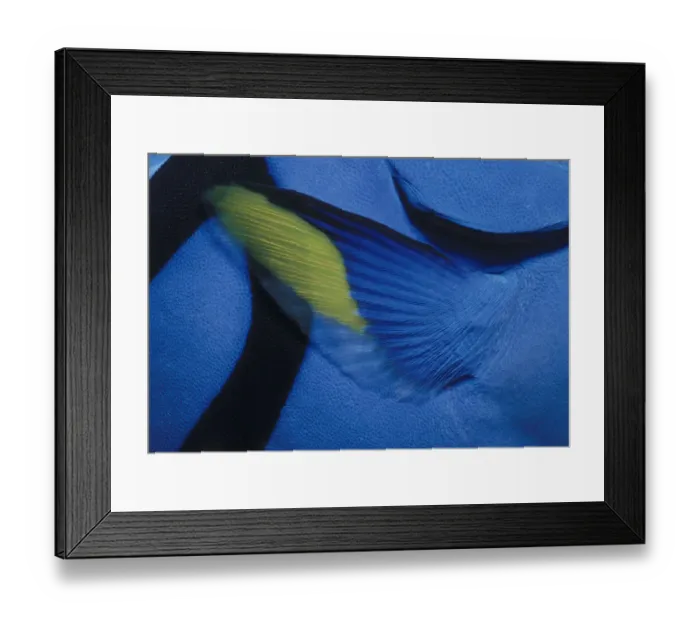 Framed Print : Pectoral Fin of Blue Tang