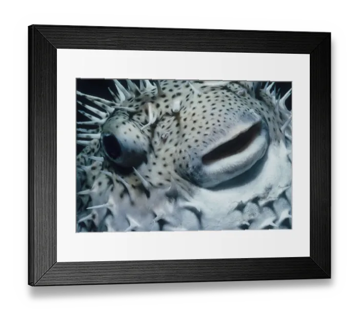 Framed Print : Head of Pufferfish Framed Print : Head of Pufferfish