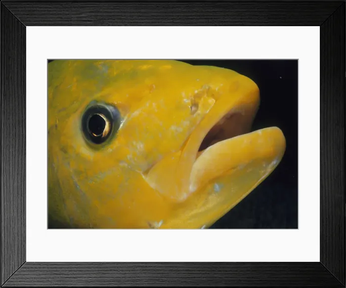 Framed Print : Orange Trevally Framed Print : Orange Trevally