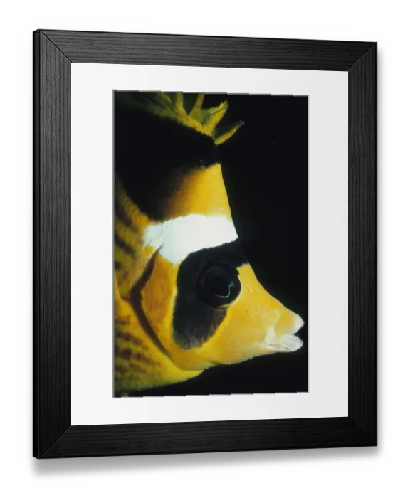 Framed Print : Striped Butterflyfish Framed Print : Striped Butterflyfish