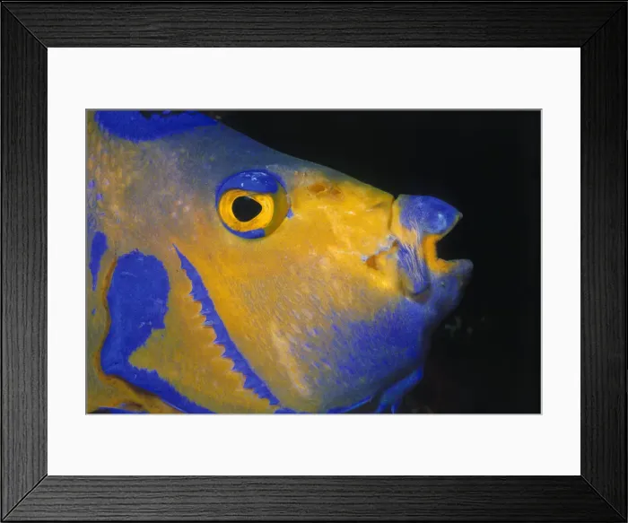 Framed Print : Queen Angelfish Framed Print : Queen Angelfish