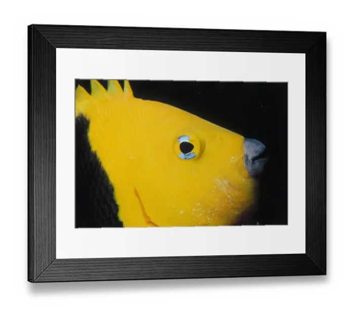 Framed Print : Angelfish. Jeff Rotman Underwater Photography, a Framed Print : Angelfish. Jeff Rotman Underwater Photography, a