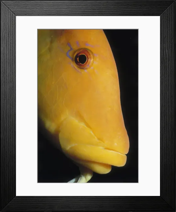 Framed Print : Slingjaw Wrasse Framed Print : Slingjaw Wrasse