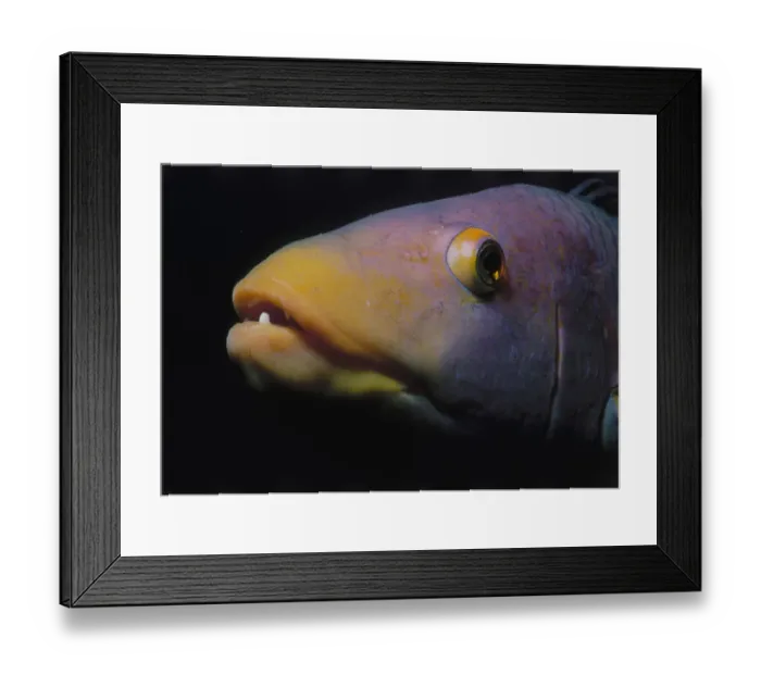Framed Print : Head of Hogfish Framed Print : Head of Hogfish