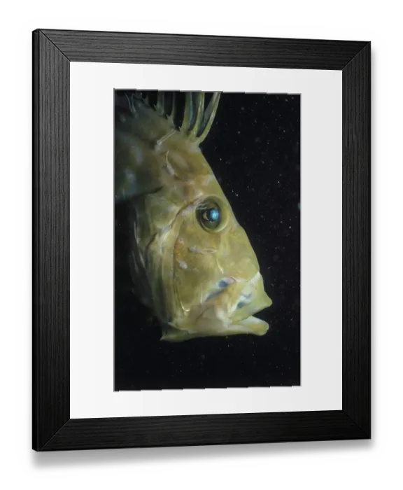 Framed Print : Head of John Dory Fish Framed Print : Head of John Dory Fish