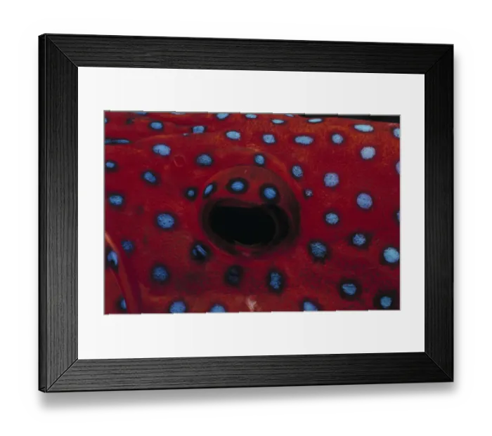 Framed Print : Eye of Coral Grouper Framed Print : Eye of Coral Grouper