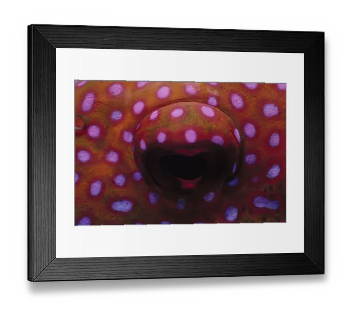 Framed Print : Eye of Lunartail Grouper Framed Print : Eye of Lunartail Grouper