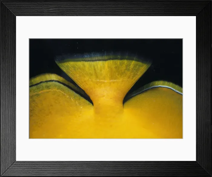 Framed Print : Lemon Butterflyfish Tail Framed Print : Lemon Butterflyfish Tail