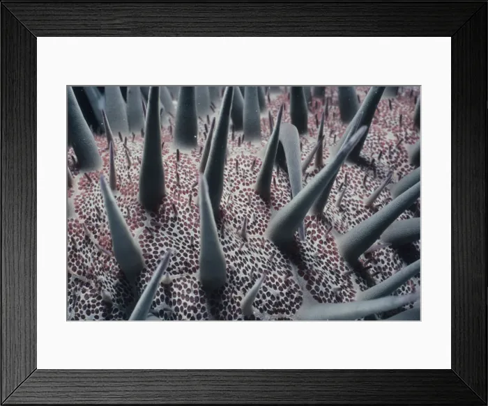 Framed Print : Poisonous Spines on Sea Star Framed Print : Poisonous Spines on Sea Star