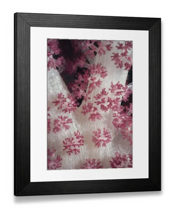 Framed Print : Alcyonarian Coral Framed Print : Alcyonarian Coral