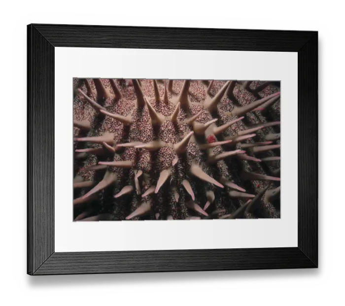 Framed Print : Crown of Thorns Sea Star Framed Print : Crown of Thorns Sea Star