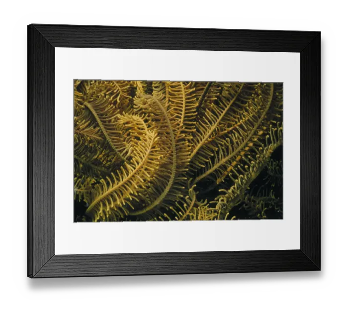 Framed Print : Crinoid Tendrils Framed Print : Crinoid Tendrils