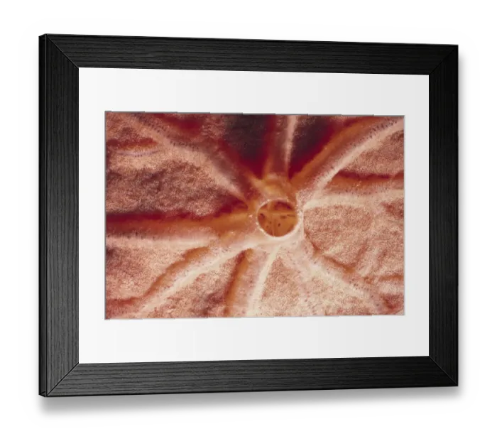 Framed Print : Sponge. Jeff Rotman Underwater Photography, a