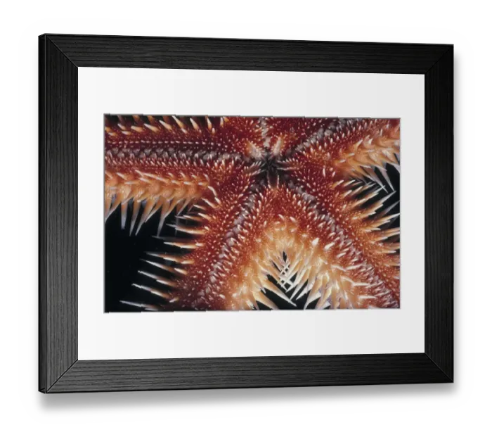 Framed Print : Sea Star. Jeff Rotman Underwater Photography, a Framed Print : Sea Star. Jeff Rotman Underwater Photography, a
