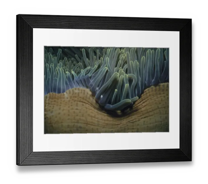 Framed Print : Sea Anemone Framed Print : Sea Anemone