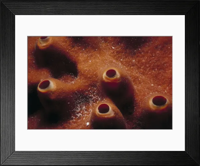 Framed Print : Jeff Rotman Underwater Photography Framed Print : Jeff Rotman Underwater Photography